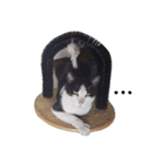 Cats ＆ Rabbits paradise（個別スタンプ：30）