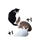 Cats ＆ Rabbits paradise（個別スタンプ：38）