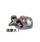 Cats ＆ Rabbits paradise（個別スタンプ：39）
