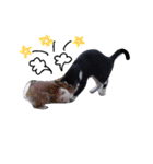 Cats ＆ Rabbits paradise（個別スタンプ：40）