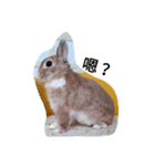 Bunny's inner theater（個別スタンプ：2）