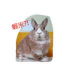 Bunny's inner theater（個別スタンプ：3）