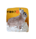 Bunny's inner theater（個別スタンプ：4）
