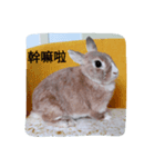 Bunny's inner theater（個別スタンプ：5）