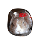 Bunny's inner theater（個別スタンプ：6）