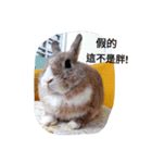 Bunny's inner theater（個別スタンプ：7）