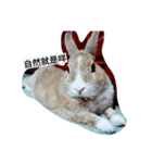 Bunny's inner theater（個別スタンプ：8）
