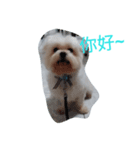 Maltese baby（個別スタンプ：1）