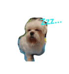Maltese baby（個別スタンプ：2）