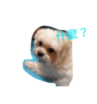Maltese baby（個別スタンプ：3）