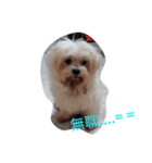 Maltese baby（個別スタンプ：4）