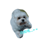 Maltese baby（個別スタンプ：5）