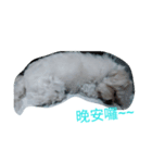 Maltese baby（個別スタンプ：6）