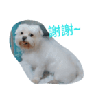 Maltese baby（個別スタンプ：7）
