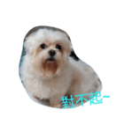 Maltese baby（個別スタンプ：8）