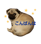 ふくの使えるスタンプ（個別スタンプ：3）