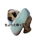 ふくの使えるスタンプ（個別スタンプ：16）