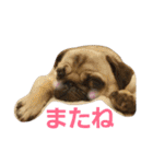 ふくの使えるスタンプ（個別スタンプ：31）