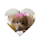 パールちゃんが生きた証（個別スタンプ：1）