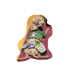 パールちゃんが生きた証（個別スタンプ：3）