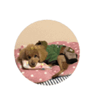 パールちゃんが生きた証（個別スタンプ：22）