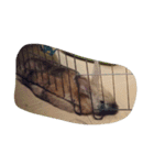 Rabbit. 01（個別スタンプ：1）