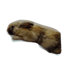 Rabbit. 01（個別スタンプ：2）
