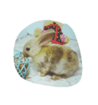 Rabbit. 01（個別スタンプ：3）