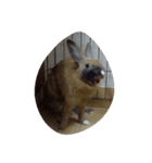 Rabbit. 01（個別スタンプ：4）