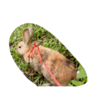 Rabbit. 01（個別スタンプ：5）