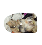 Rabbit. 01（個別スタンプ：9）