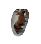 Rabbit. 01（個別スタンプ：11）
