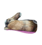 Rabbit. 01（個別スタンプ：12）