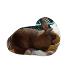 Rabbit. 01（個別スタンプ：14）