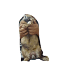Rabbit. 01（個別スタンプ：15）
