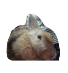 Rabbit. 01（個別スタンプ：16）