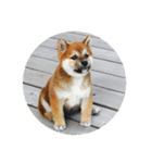 Maru Shiba Dog（個別スタンプ：2）