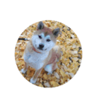 Maru Shiba Dog（個別スタンプ：3）
