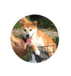 Maru Shiba Dog（個別スタンプ：5）