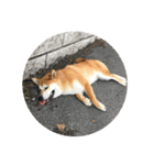 Maru Shiba Dog（個別スタンプ：6）