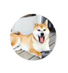 Maru Shiba Dog（個別スタンプ：7）