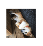Maru Shiba Dog（個別スタンプ：8）