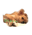 愛犬のスタンプ はなちゃん（個別スタンプ：1）