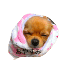 愛犬のスタンプ はなちゃん（個別スタンプ：2）