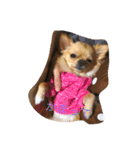 愛犬のスタンプ はなちゃん（個別スタンプ：3）