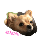 愛犬のスタンプ はなちゃん（個別スタンプ：4）