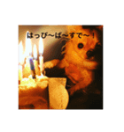 愛犬のスタンプ はなちゃん（個別スタンプ：5）