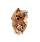 愛犬のスタンプ はなちゃん（個別スタンプ：6）