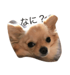 愛犬のスタンプ はなちゃん（個別スタンプ：7）