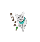 おしゃれ猫 ミラン 日常あいさつ編（個別スタンプ：12）